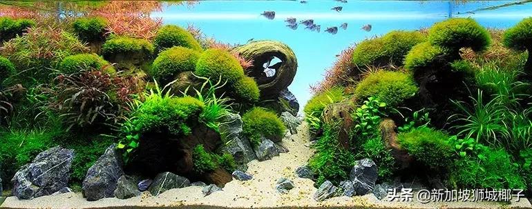 新加坡旅游攻略推荐花园,新加坡花园最新消息