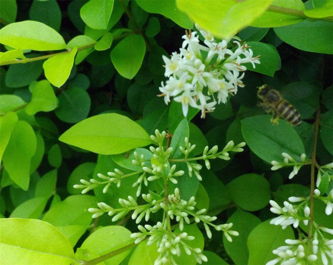 米兰花过冬如何修剪视频,米兰花怎样过冬