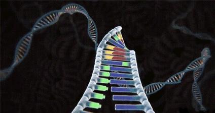 男性染色体多一条x能生育吗,有xyy染色体的人是男人吗