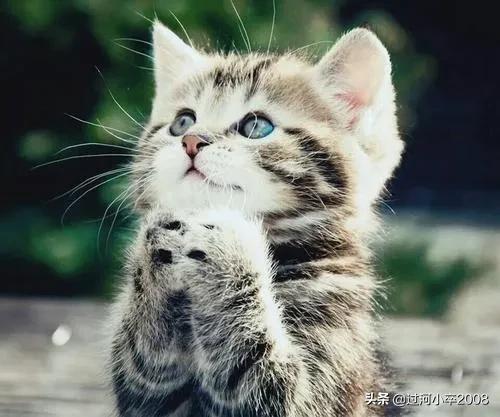 家里的小猫咪作文,家里的小猫咪丢了怎么找回来