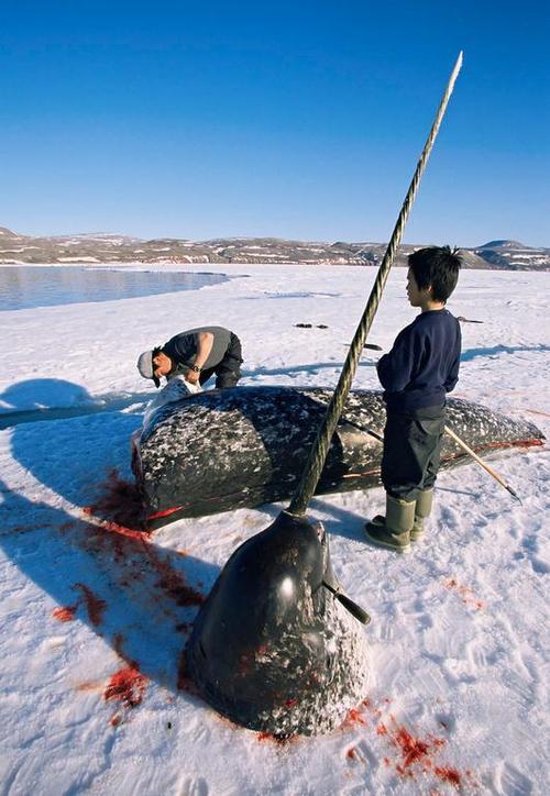 文玩流行的动物制品 (十种野生文玩)