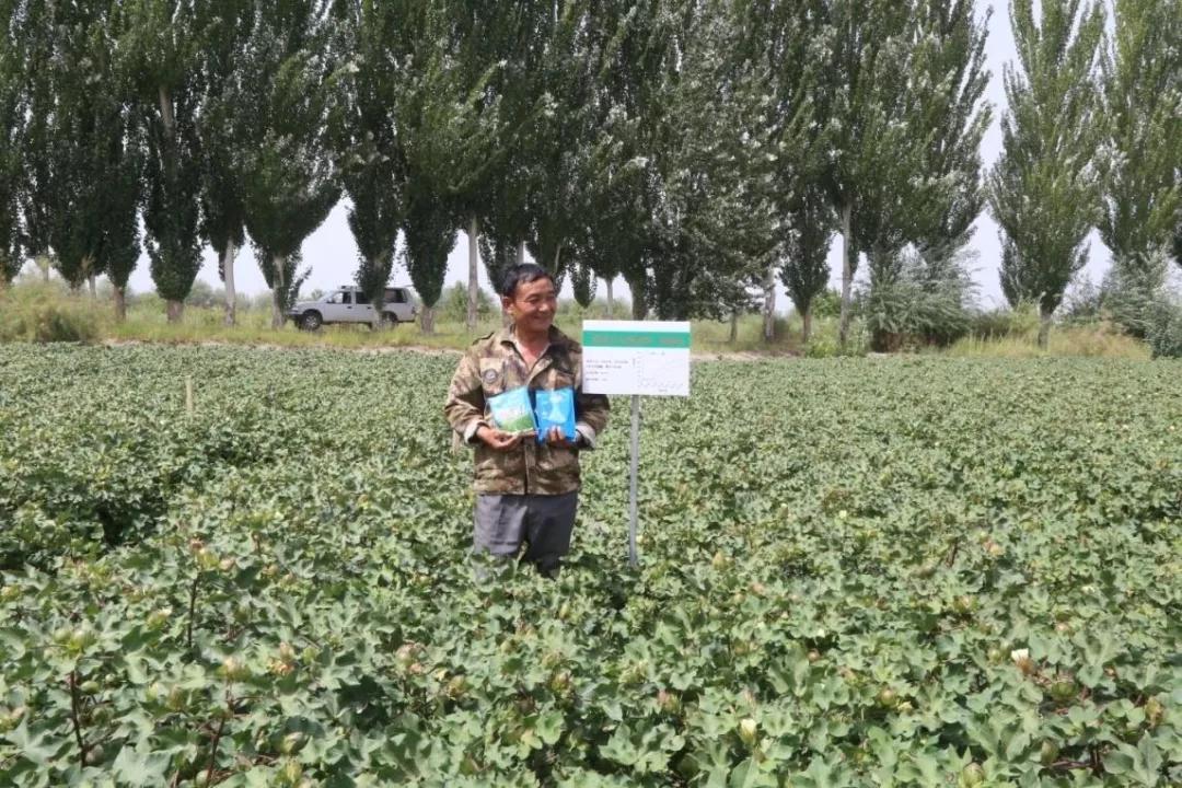 黄萎病怎么治,干枯萎病特效药