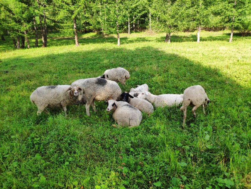 雨天羊最容易得什么病,羊群春天容易得什么病