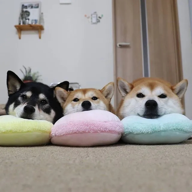 花1w买柴犬,柴犬怎么分辨是土狗