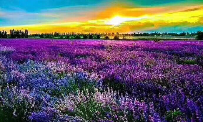 环游之旅新疆,北疆环线喀纳斯赛里木湖8日游