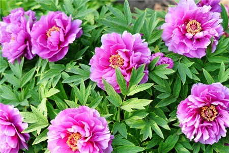 怎么养盆栽牡丹花,养牡丹花怎样浇水