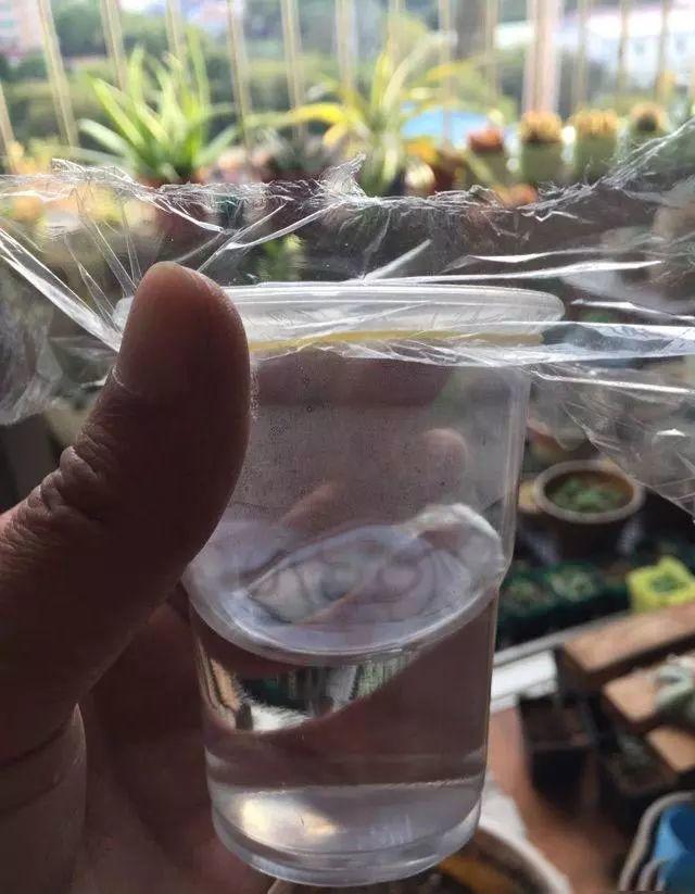 这3种多肉最适合新手,多肉扦插用什么方法最好