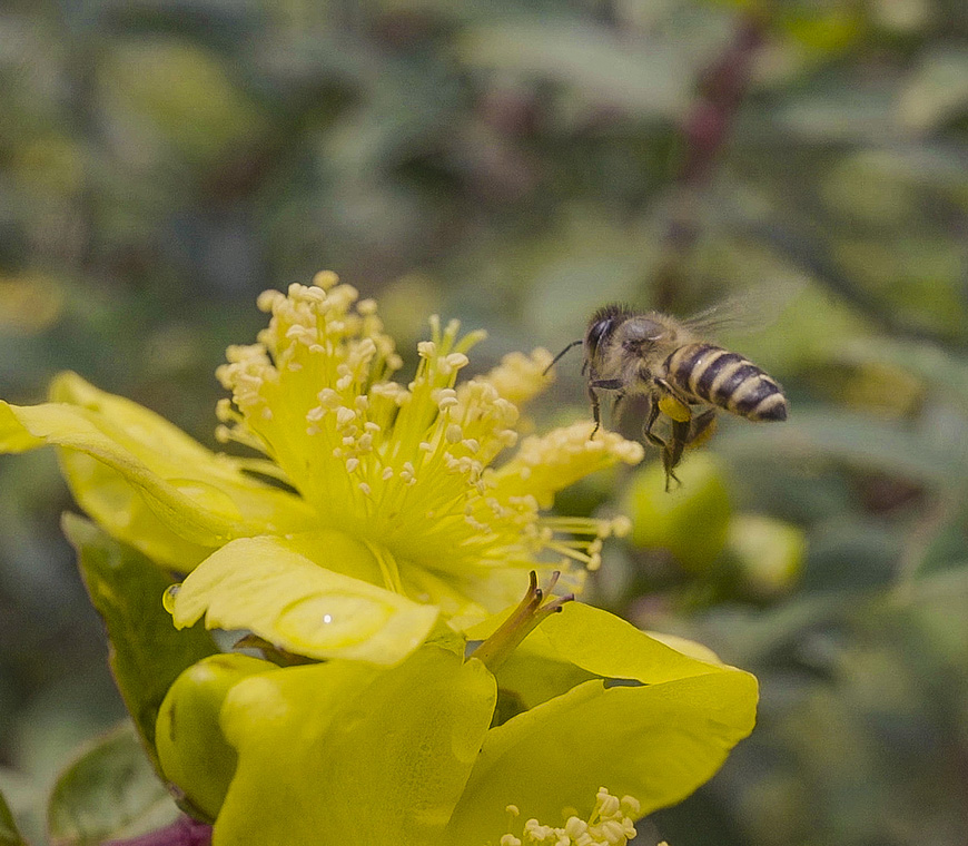 百香果柠檬蜂蜜腌制可以保存多久,蜂蜜柠檬百香果能保存多久