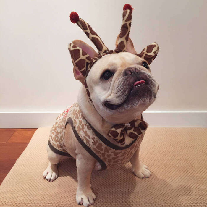 怎么区分法斗犬和波士顿梗犬,沙皮巴哥法斗英斗四种犬区别