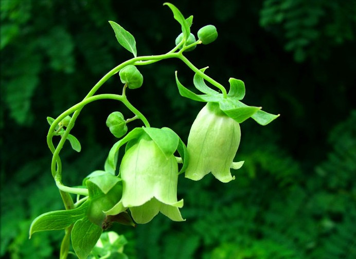 党参枝叶图片,党参植物形态图