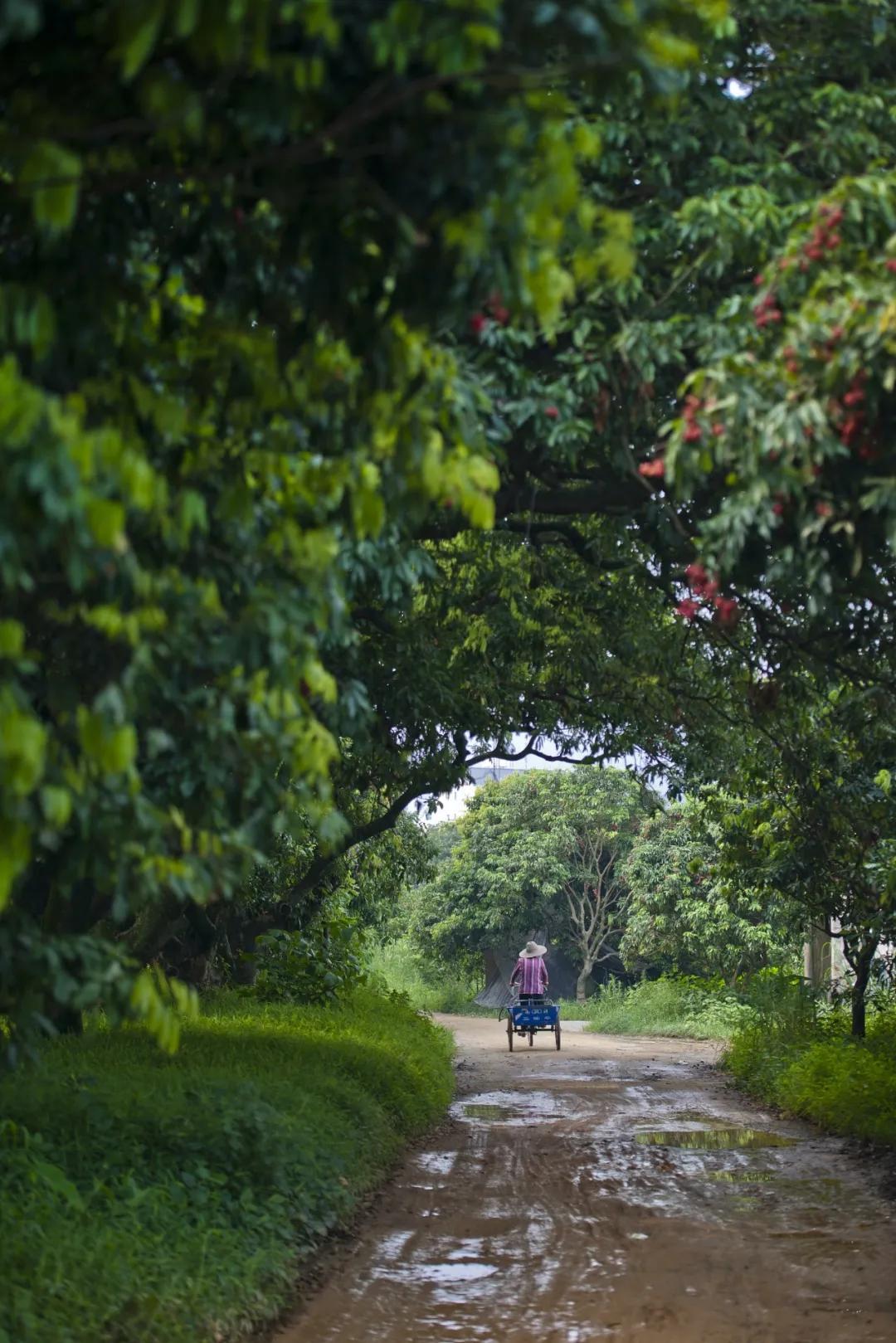 中国荔枝哪里好吃,哪个地方的荔枝最好吃最出名