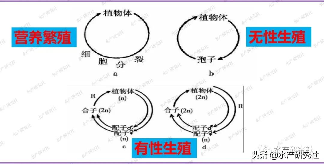 蓝藻是否都是有害藻类,蓝藻的爆发原因及处理方法