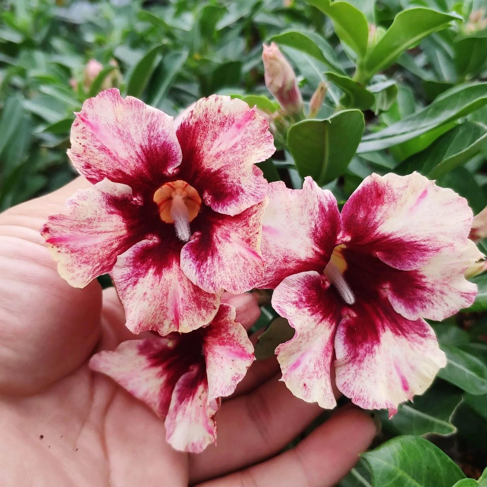 84个沙漠玫瑰品种，收起来慢慢看，待到来年春天选几种喜欢的养