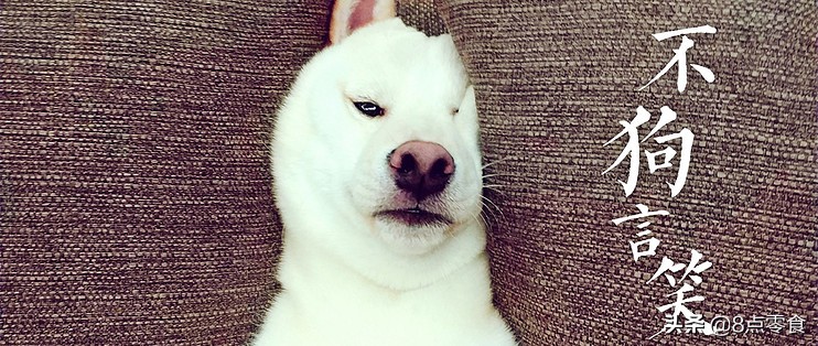 柴犬狗粮推荐掉毛多,柴犬狗粮推荐长肉