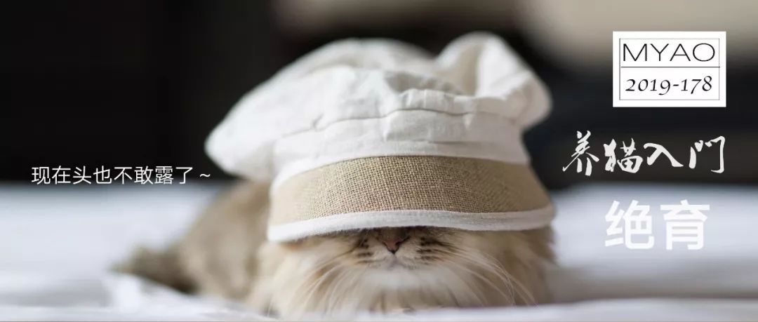 猫咪绝育完看的动画片,猫咪绝育全过程3d演示