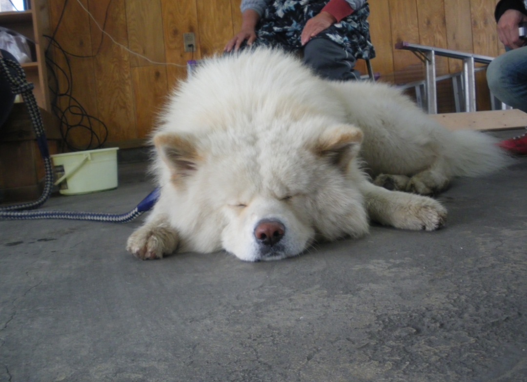 日本网红狗狗去世,日本狗死了