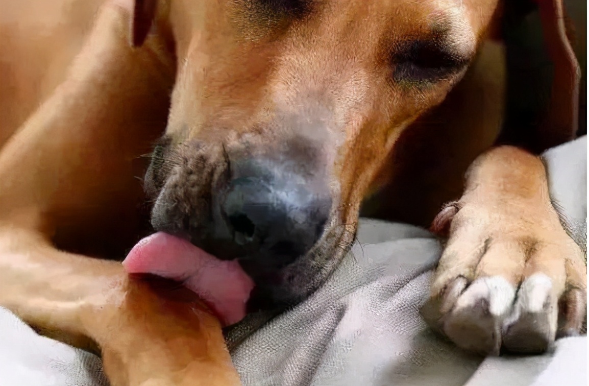 别再嫌弃狗狗舔人脏，其实它想要表达这几件事