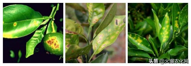 全面替代铜制剂！新一代“击溃爆品”！不伤花果！防治率高达96%