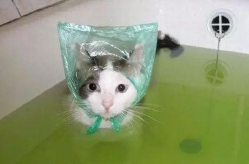 幼犬洗澡后呕吐拉稀,小猫洗澡后呕吐怎么回事