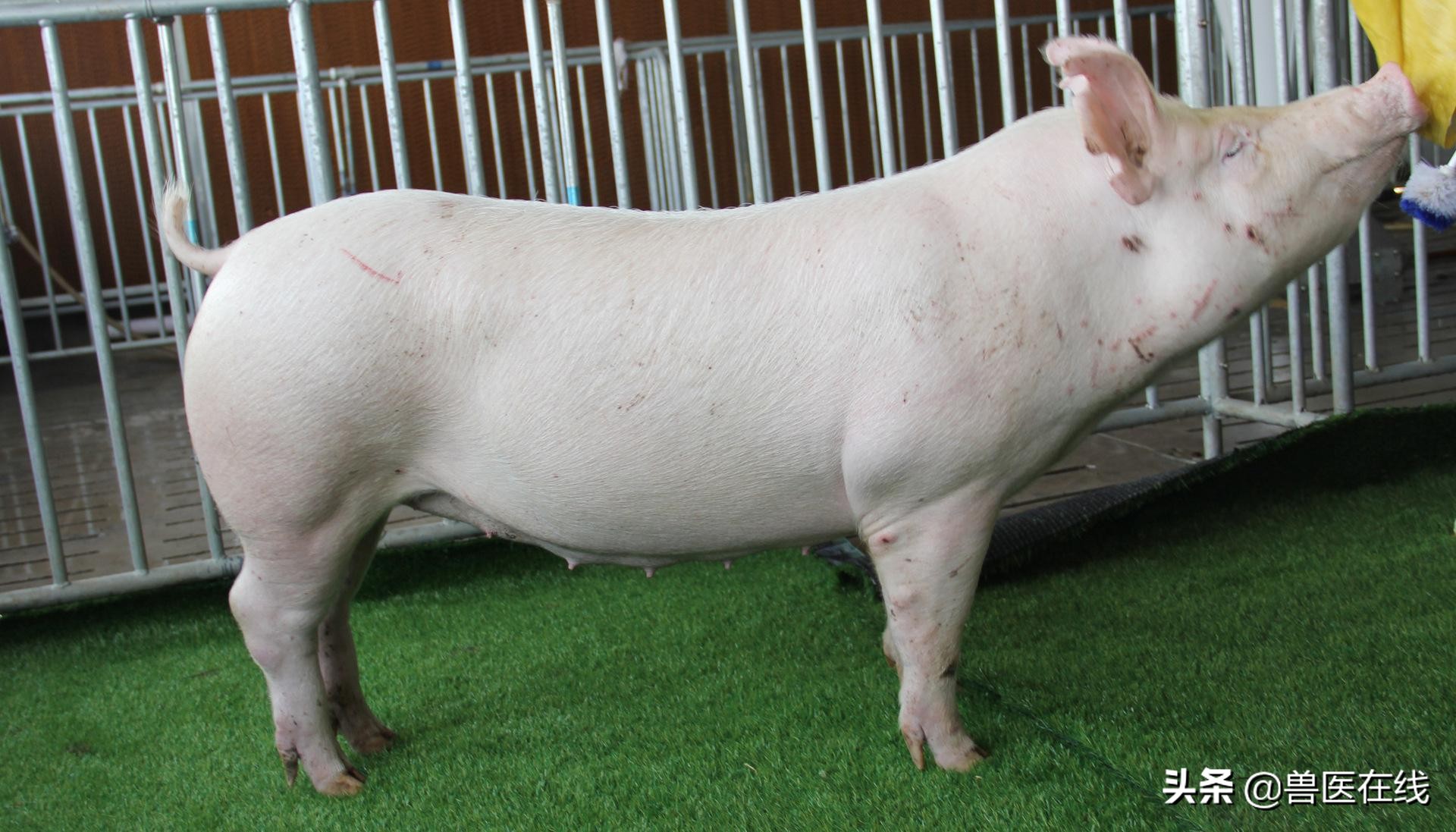 伊维菌素牛羊驱虫药用法用量,伊维菌素可以给猪用吗