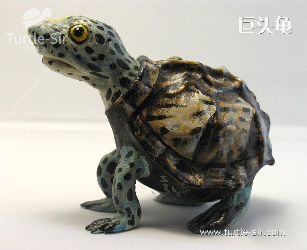 如何养出高品质巨头蛋龟,蛋龟之王窄桥蛋龟怎么养殖