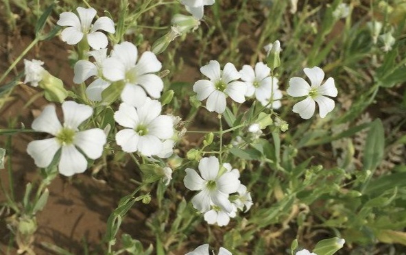 缕丝花，可不要错以为这是满天星哦