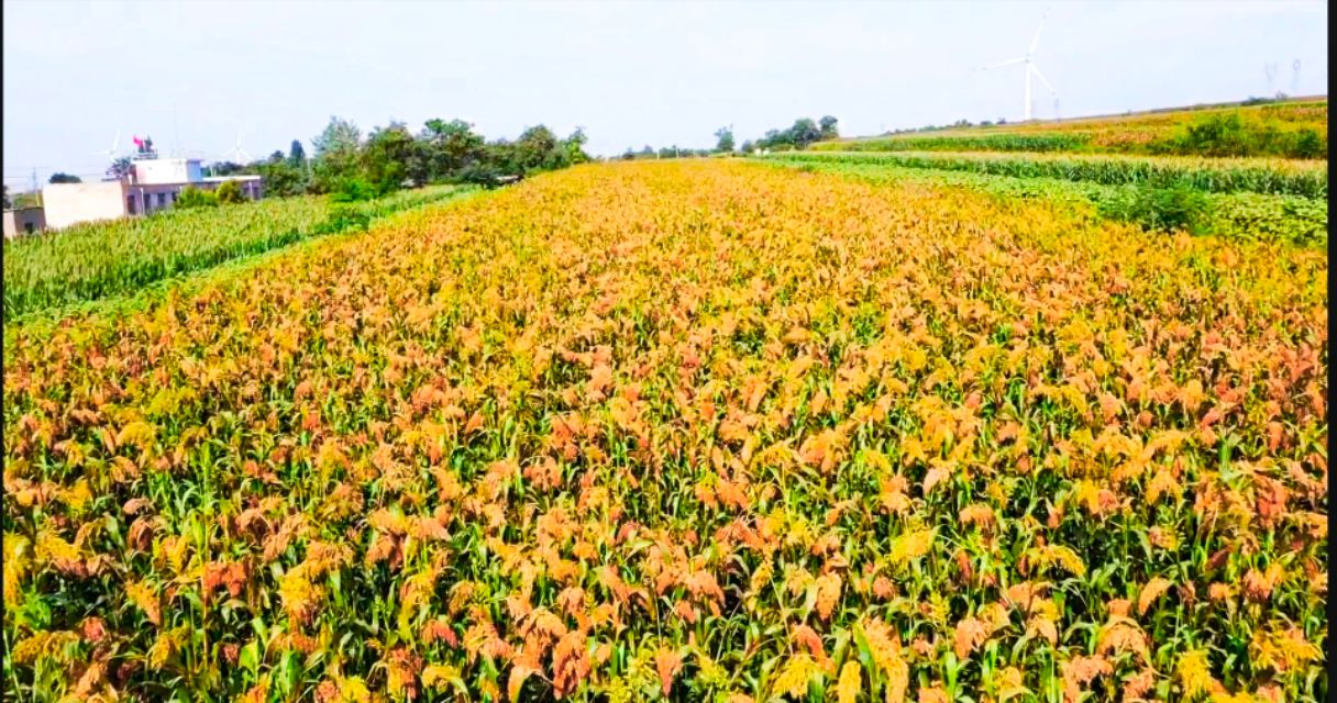 陕州区张茅乡：5000亩高粱红了,好似无际飘来的晚霞