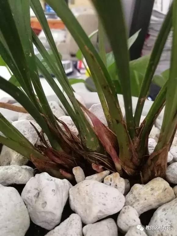 枕头芯掏1把扔盆里，透气不烂根，绿萝吊兰越长越疯，越长越旺