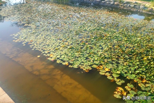刘禹锡最豪迈的词,刘禹锡关于三峡的诗