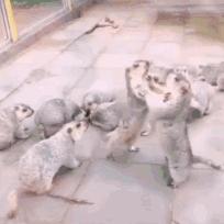 大叔刷百万礼物,大叔刷100万见网红