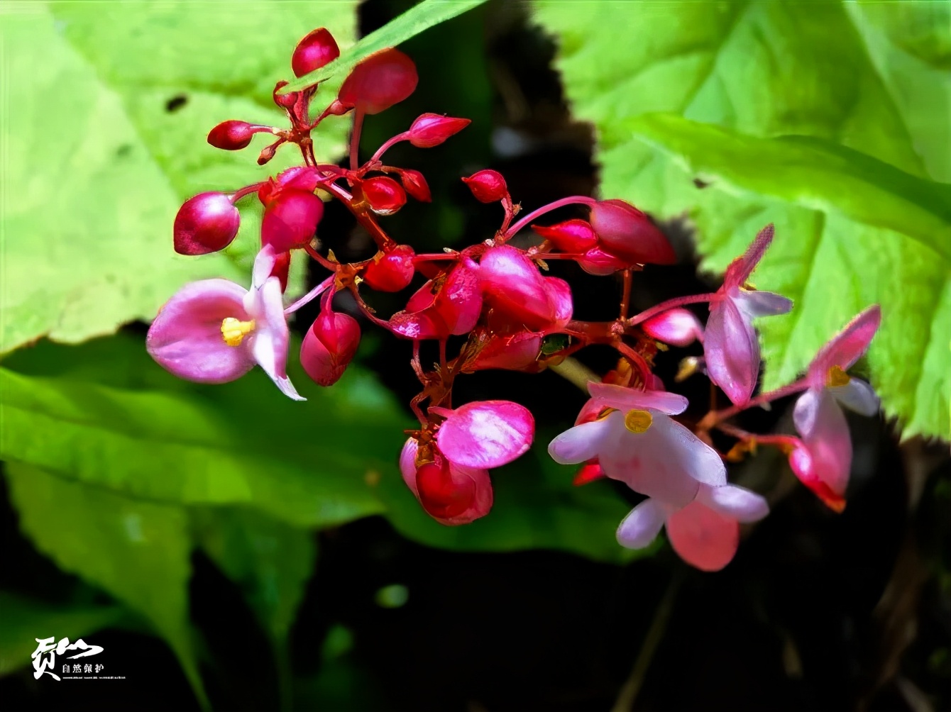 遇见怒江丨这是“我”手机镜头里的贡山风光