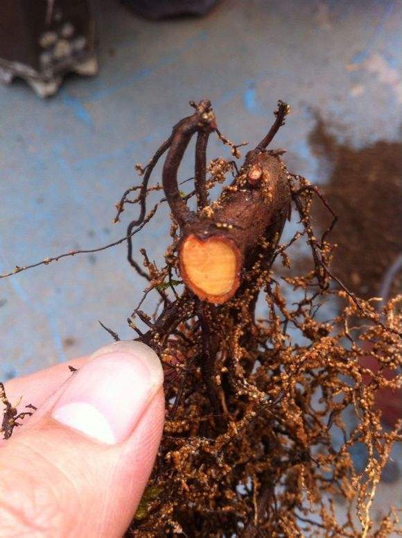 刚买的桂花叶子枯萎怎么挽救,如何挽救落叶的桂花