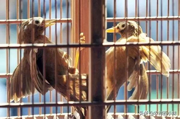 画眉鸟好坏,画眉鸟好鸟的特点图