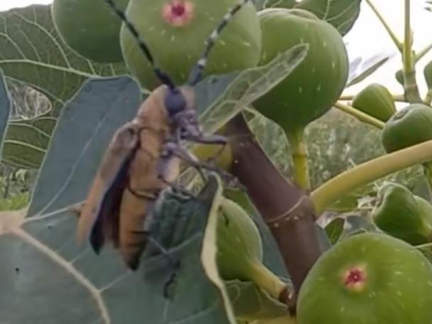 无花果树根被虫蛀了怎么治,无花果树枝被蛀空了怎么办