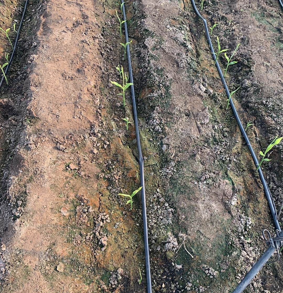 高温天气可以给姜苗覆土吗,高温暴晒天气预警