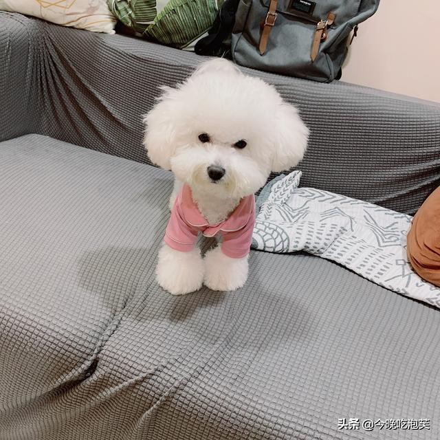 比熊狗狗小的时候都会咬人吗,比熊狗狗脾气不好咬人怎么办