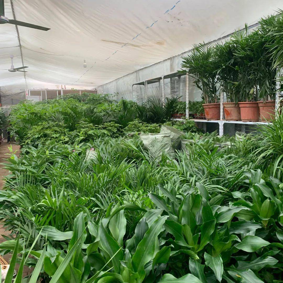 南京十大花鸟批发市场,南京最全的花卉市场