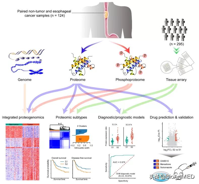 食管癌细胞分型,食管癌基因研究
