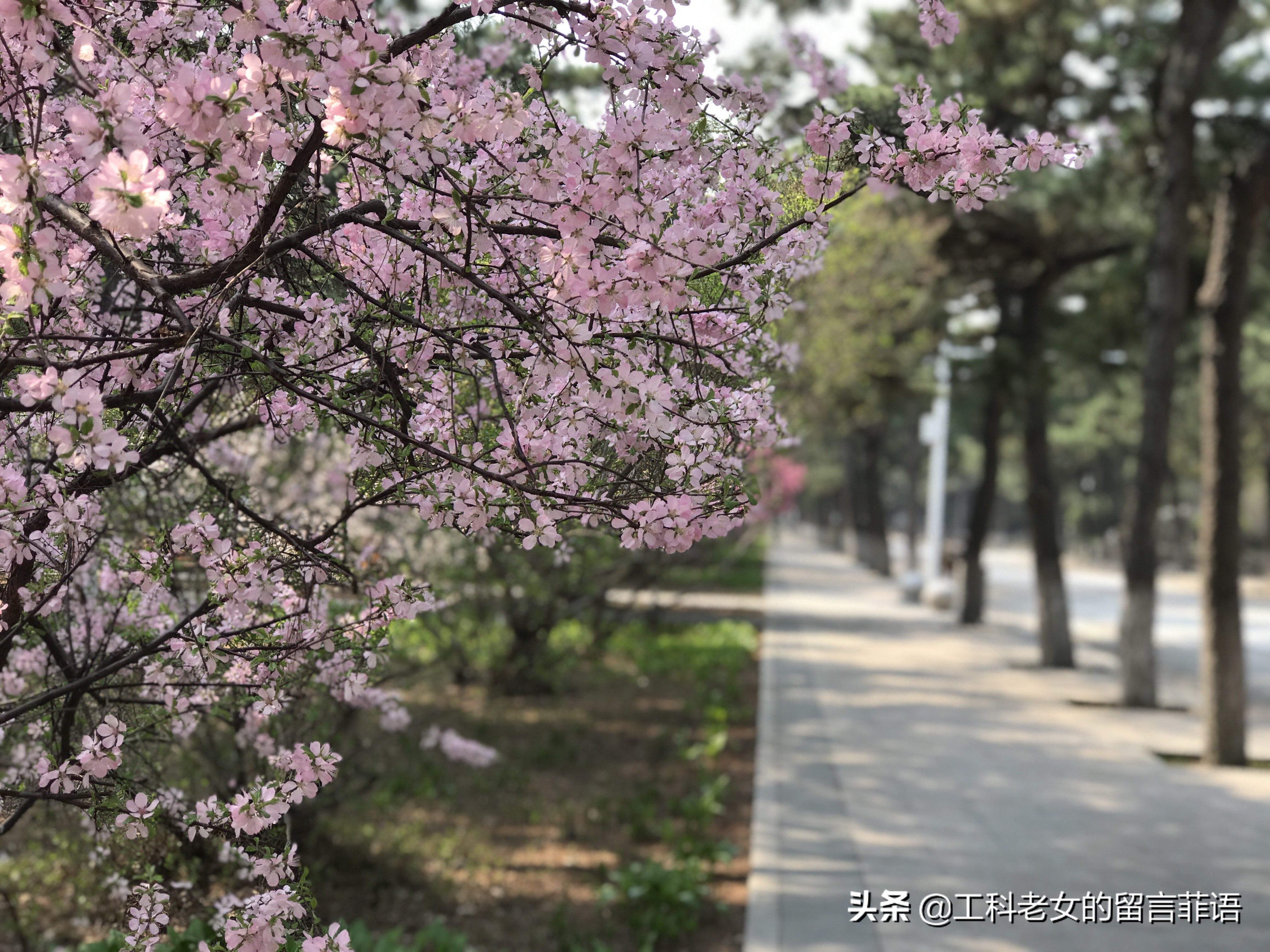 带你领略自然美,带你领略春天独有的浪漫