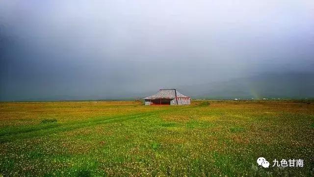 六月下旬甘南大草原花海,七月的甘南草原花海风光