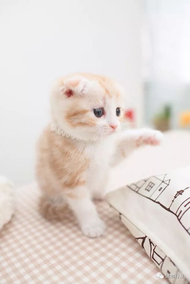 猫头部神经疾病,猫脑神经受损的原因