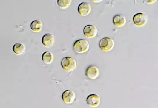 水产养殖藻类老化是怎样的,水产养殖显微镜下各种藻类