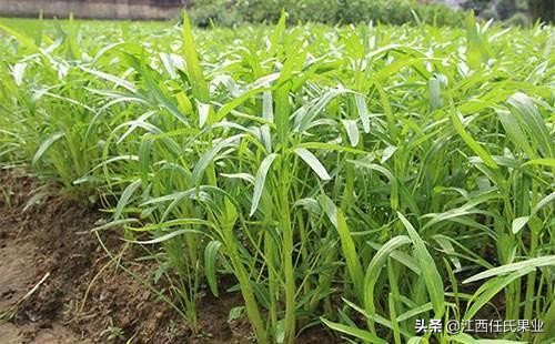 黎川空心菜种植方法图解,在贵州空心菜怎样种植才好