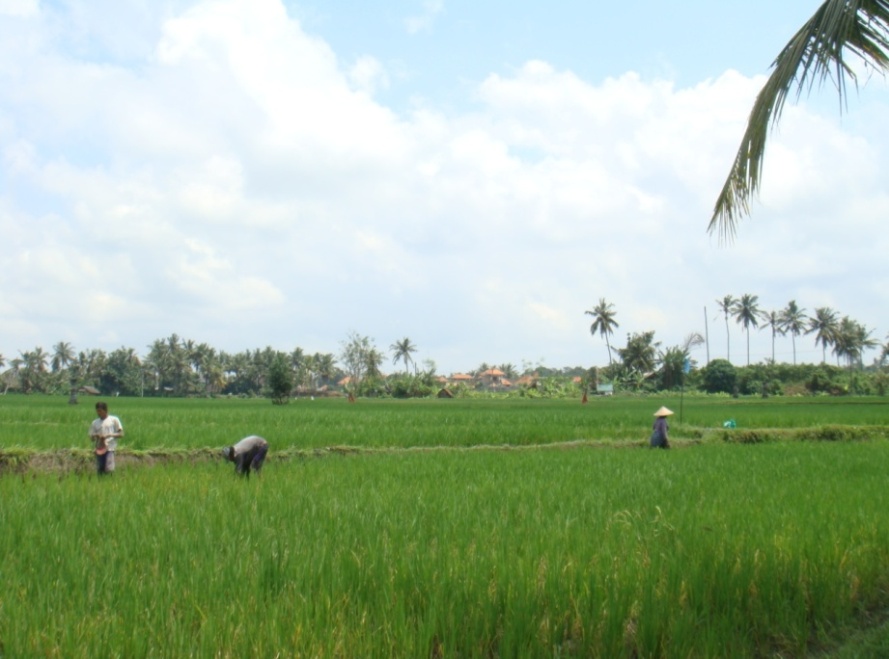 许舍山人,巴厘岛的乌布皇宫值得一去吗