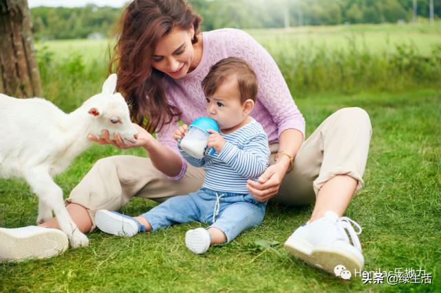 初生婴儿喝羊奶粉好还是牛奶粉好,婴幼儿奶粉羊奶粉好还是牛奶粉好