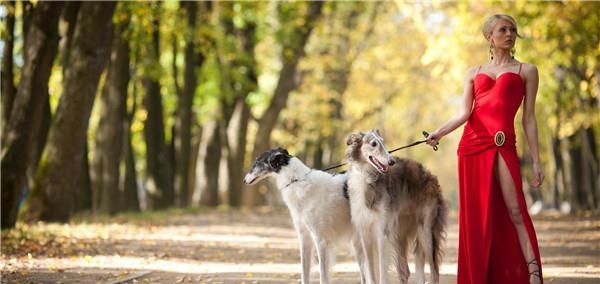 俄罗斯猎狼犬是什么,俄罗斯猎狼犬深棕色