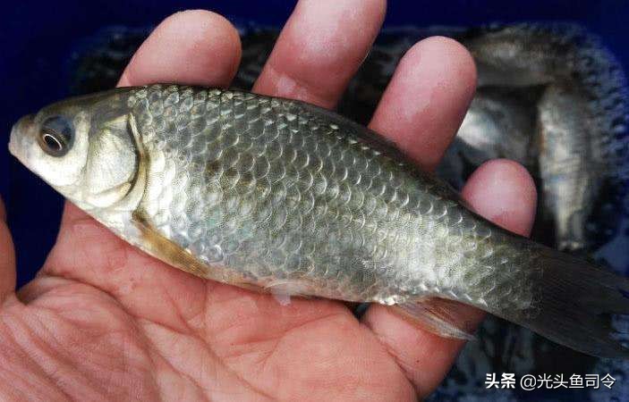 别看这些鱼长得很像，但口味天差地别！钓鱼人十有八九都分不清