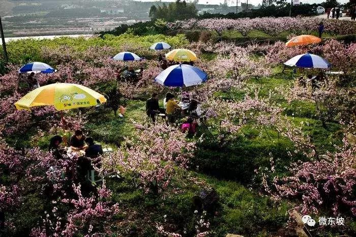 花开十五载,花开十五载筑梦新未来