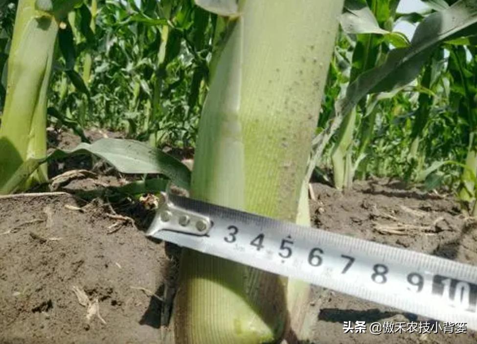 什么样玉米品种最好,山东十大高产玉米品种2019审定