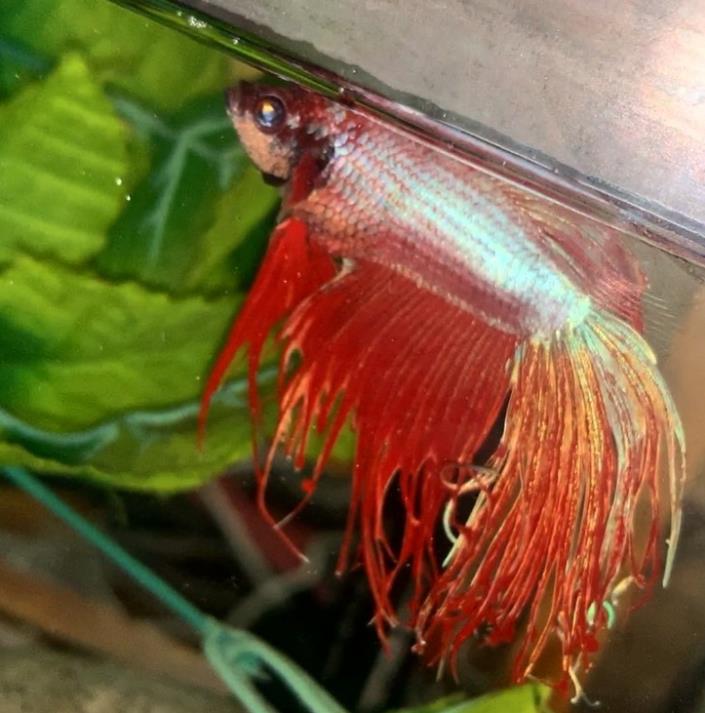 外国女子救下崩溃男子,外国女生救斗鱼